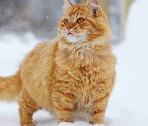 Preview wallpaper cat, snow, thick, walk