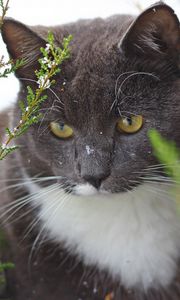 Preview wallpaper cat, snow, tree, trunk