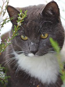 Preview wallpaper cat, snow, tree, trunk