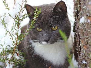 Preview wallpaper cat, snow, tree, trunk