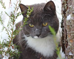 Preview wallpaper cat, snow, tree, trunk