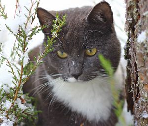 Preview wallpaper cat, snow, tree, trunk