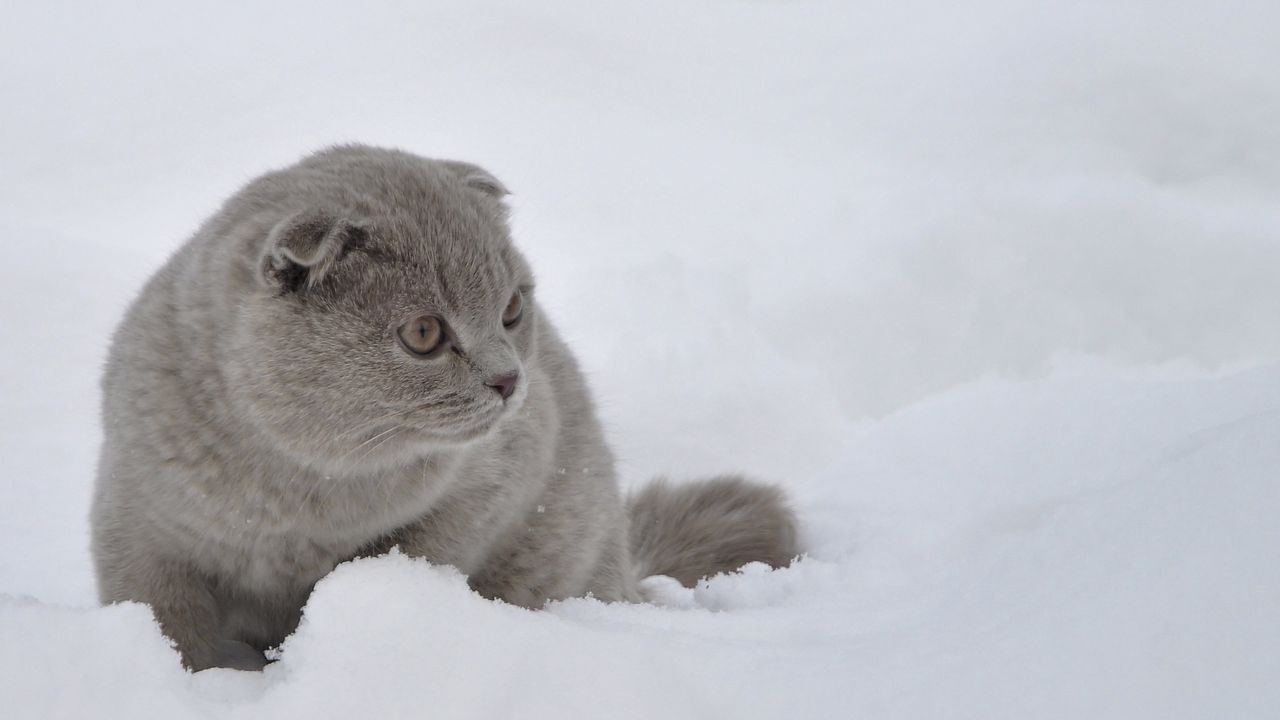 Wallpaper cat, snow, walk, fright