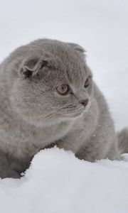 Preview wallpaper cat, snow, walk, fright