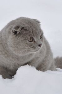 Preview wallpaper cat, snow, walk, fright
