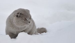 Preview wallpaper cat, snow, walk, fright