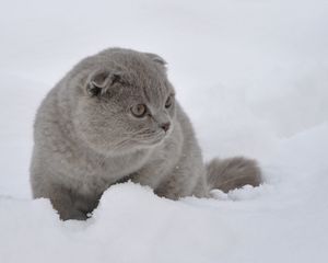 Preview wallpaper cat, snow, walk, fright