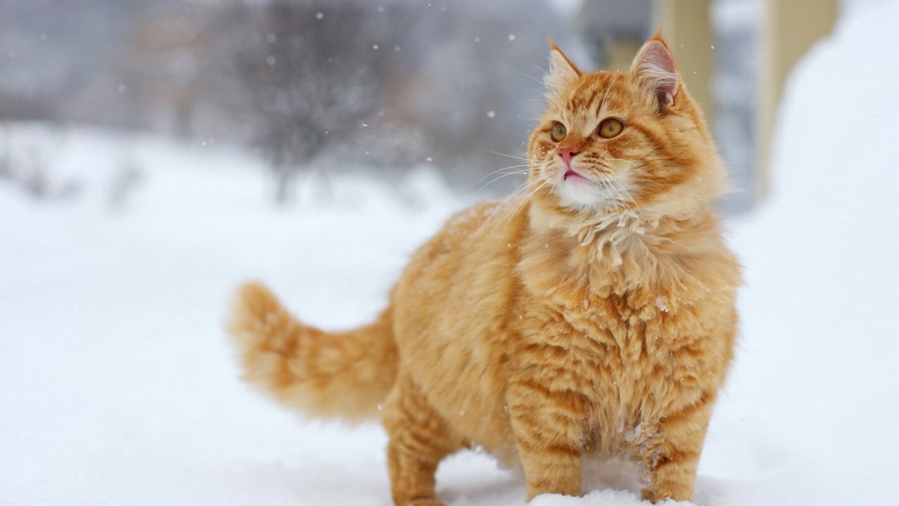 Wallpaper cat, snow, walk, look