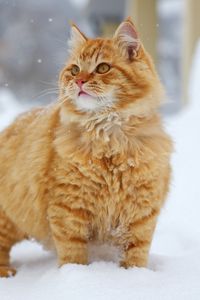 Preview wallpaper cat, snow, walk, look