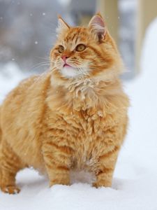 Preview wallpaper cat, snow, walk, look