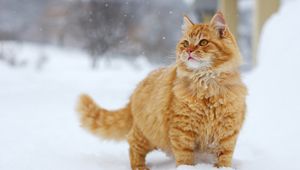 Preview wallpaper cat, snow, walk, look