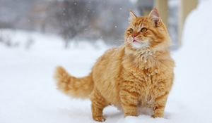 Preview wallpaper cat, snow, walk, look