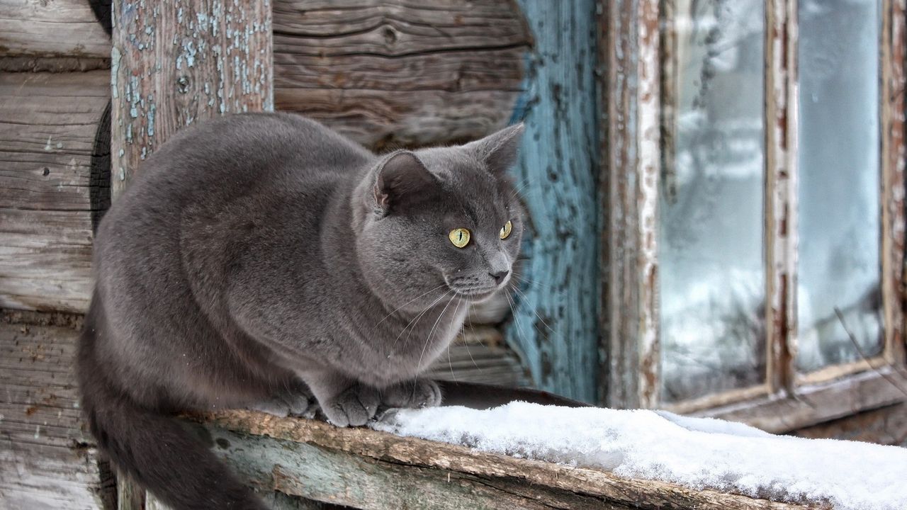 Wallpaper cat, snow, window sill, sitting, waiting