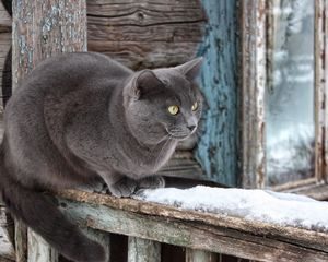 Preview wallpaper cat, snow, window sill, sitting, waiting