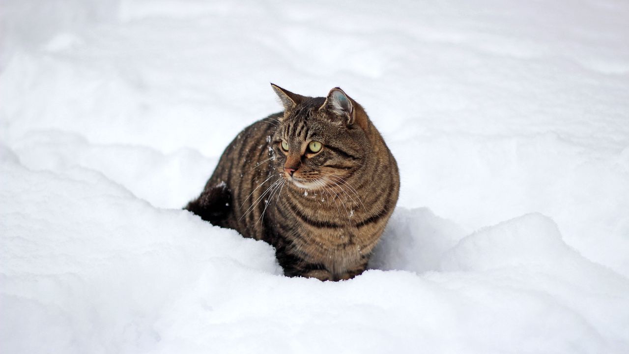 Wallpaper cat, snow, winter, walk