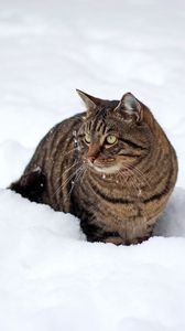 Preview wallpaper cat, snow, winter, walk
