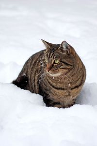 Preview wallpaper cat, snow, winter, walk