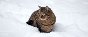 Preview wallpaper cat, snow, winter, walk