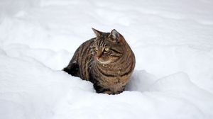 Preview wallpaper cat, snow, winter, walk