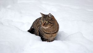 Preview wallpaper cat, snow, winter, walk