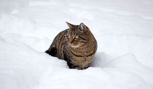 Preview wallpaper cat, snow, winter, walk