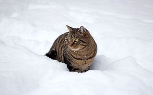 Preview wallpaper cat, snow, winter, walk