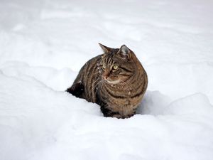 Preview wallpaper cat, snow, winter, walk