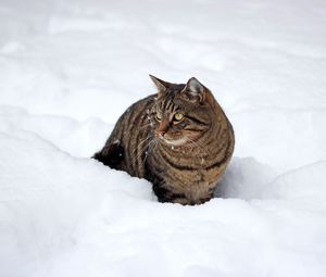 Preview wallpaper cat, snow, winter, walk