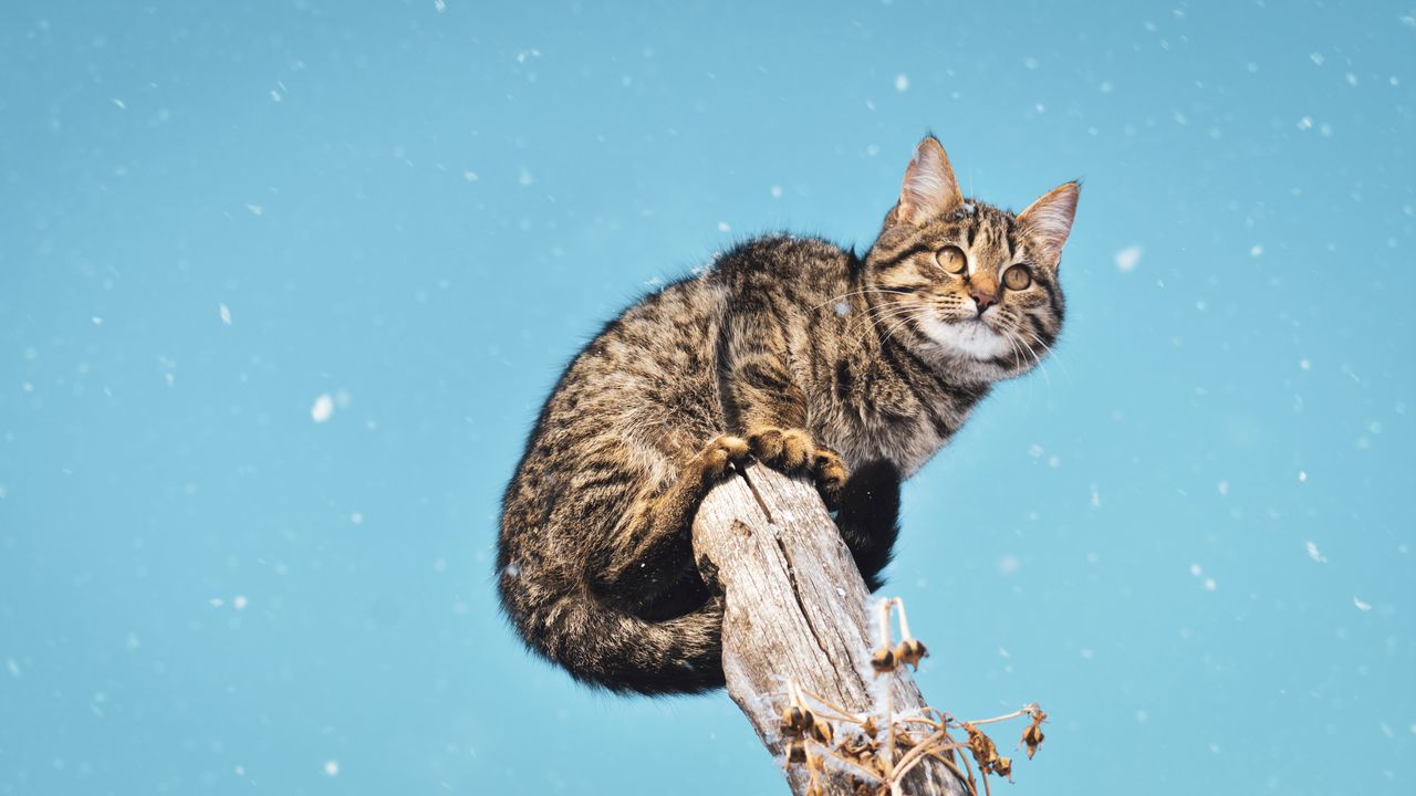 Wallpaper cat, snowfall, snow, pillar