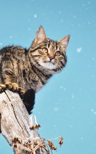 Preview wallpaper cat, snowfall, snow, pillar