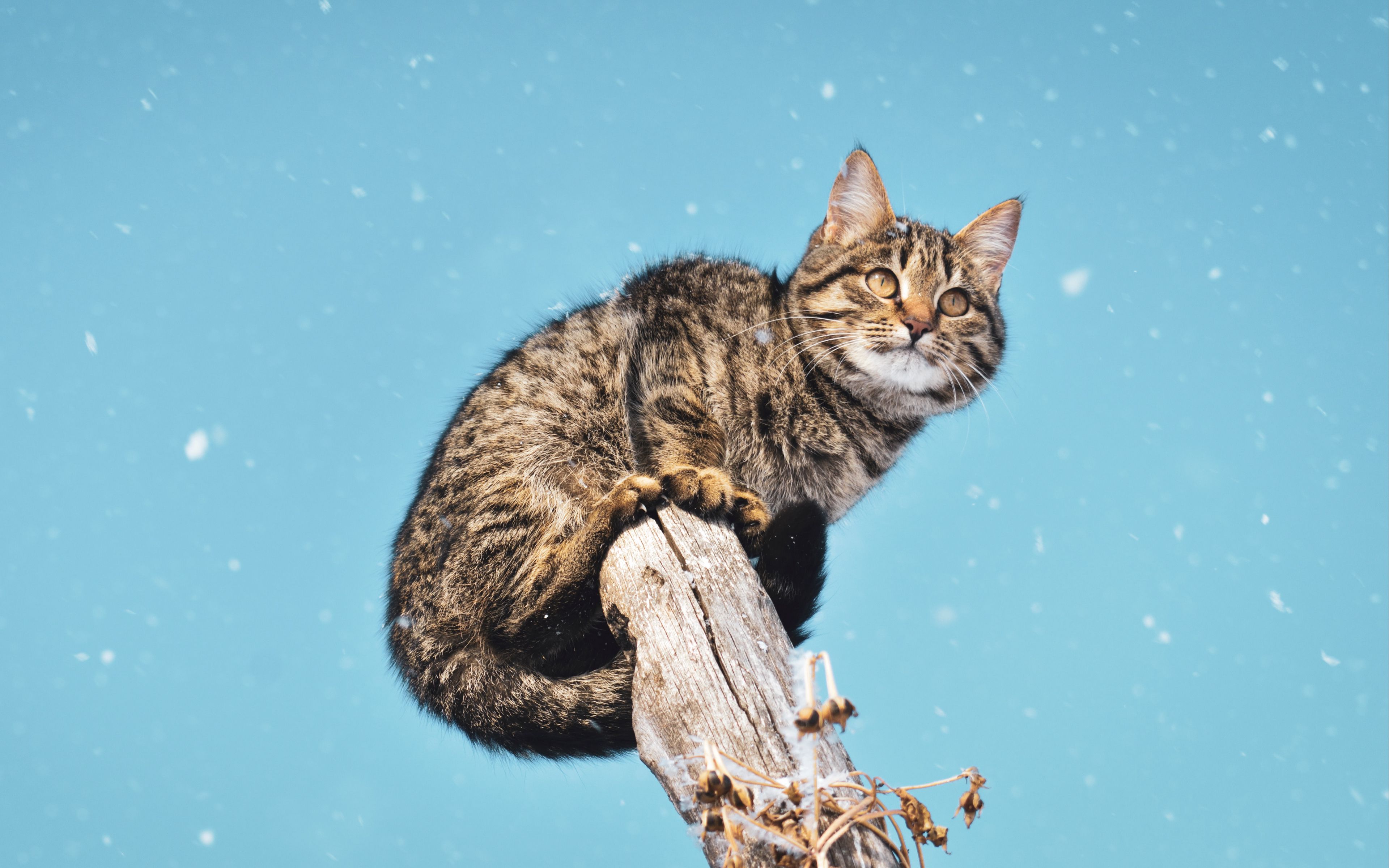 Download wallpaper 3840x2400 cat, snowfall, snow, pillar 4k ultra hd 16