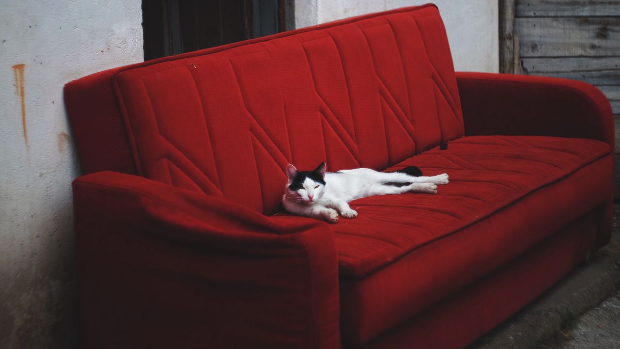 Wallpaper cat, sofa, lies