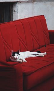 Preview wallpaper cat, sofa, lies