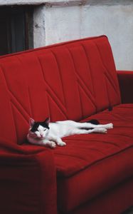 Preview wallpaper cat, sofa, lies