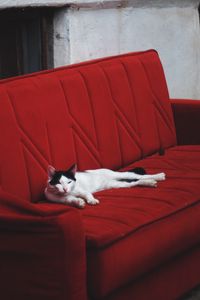 Preview wallpaper cat, sofa, lies