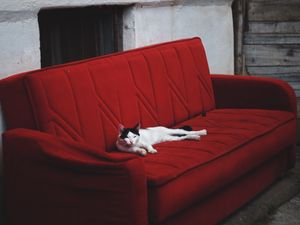 Preview wallpaper cat, sofa, lies