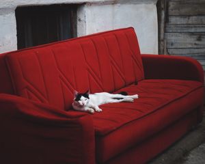 Preview wallpaper cat, sofa, lies