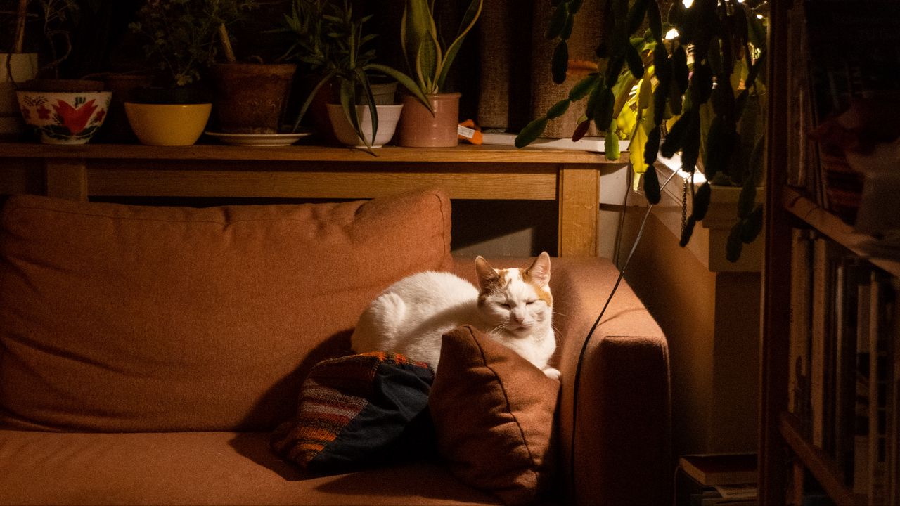 Wallpaper cat, sofa, sleep, pet, animal