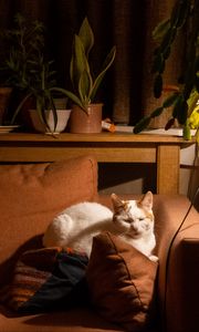 Preview wallpaper cat, sofa, sleep, pet, animal