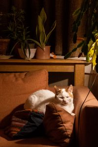 Preview wallpaper cat, sofa, sleep, pet, animal