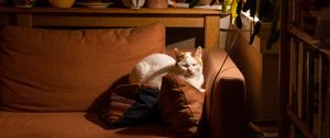 Preview wallpaper cat, sofa, sleep, pet, animal