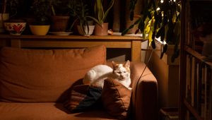 Preview wallpaper cat, sofa, sleep, pet, animal