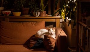 Preview wallpaper cat, sofa, sleep, pet, animal