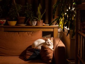 Preview wallpaper cat, sofa, sleep, pet, animal