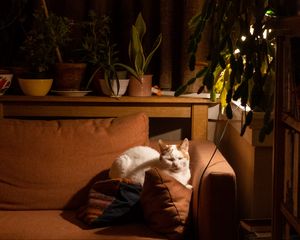 Preview wallpaper cat, sofa, sleep, pet, animal