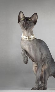 Preview wallpaper cat, sphynx, eyes, collar, playful