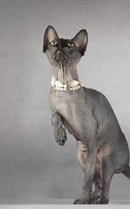 Preview wallpaper cat, sphynx, eyes, collar, playful