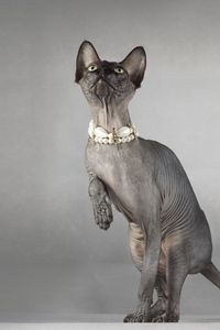 Preview wallpaper cat, sphynx, eyes, collar, playful