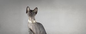 Preview wallpaper cat, sphynx, eyes, collar, playful