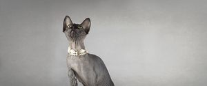 Preview wallpaper cat, sphynx, eyes, collar, playful